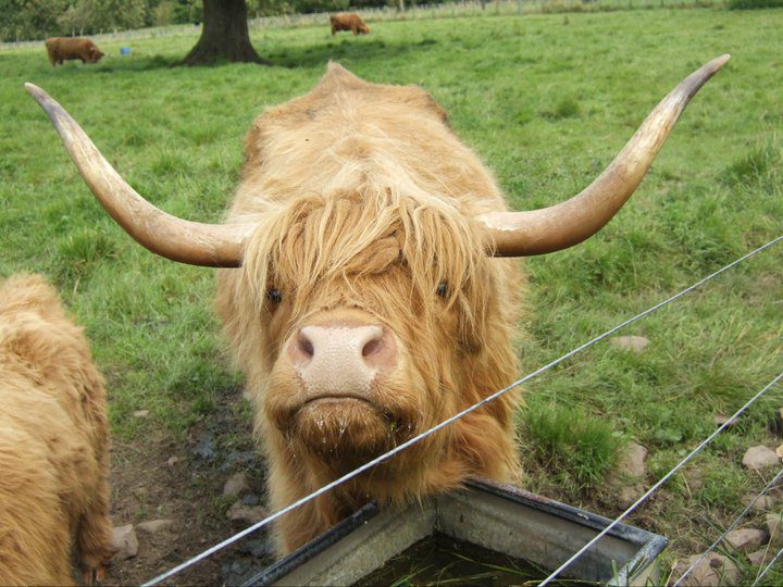 Highland cow glamis