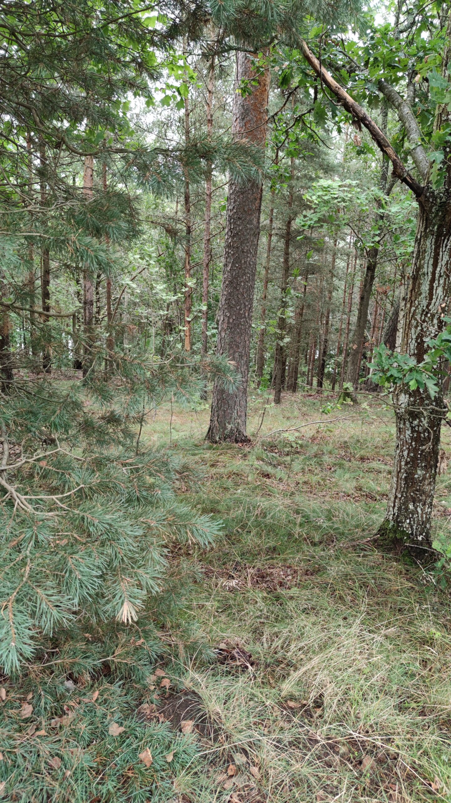 private-land-access-viking-grave