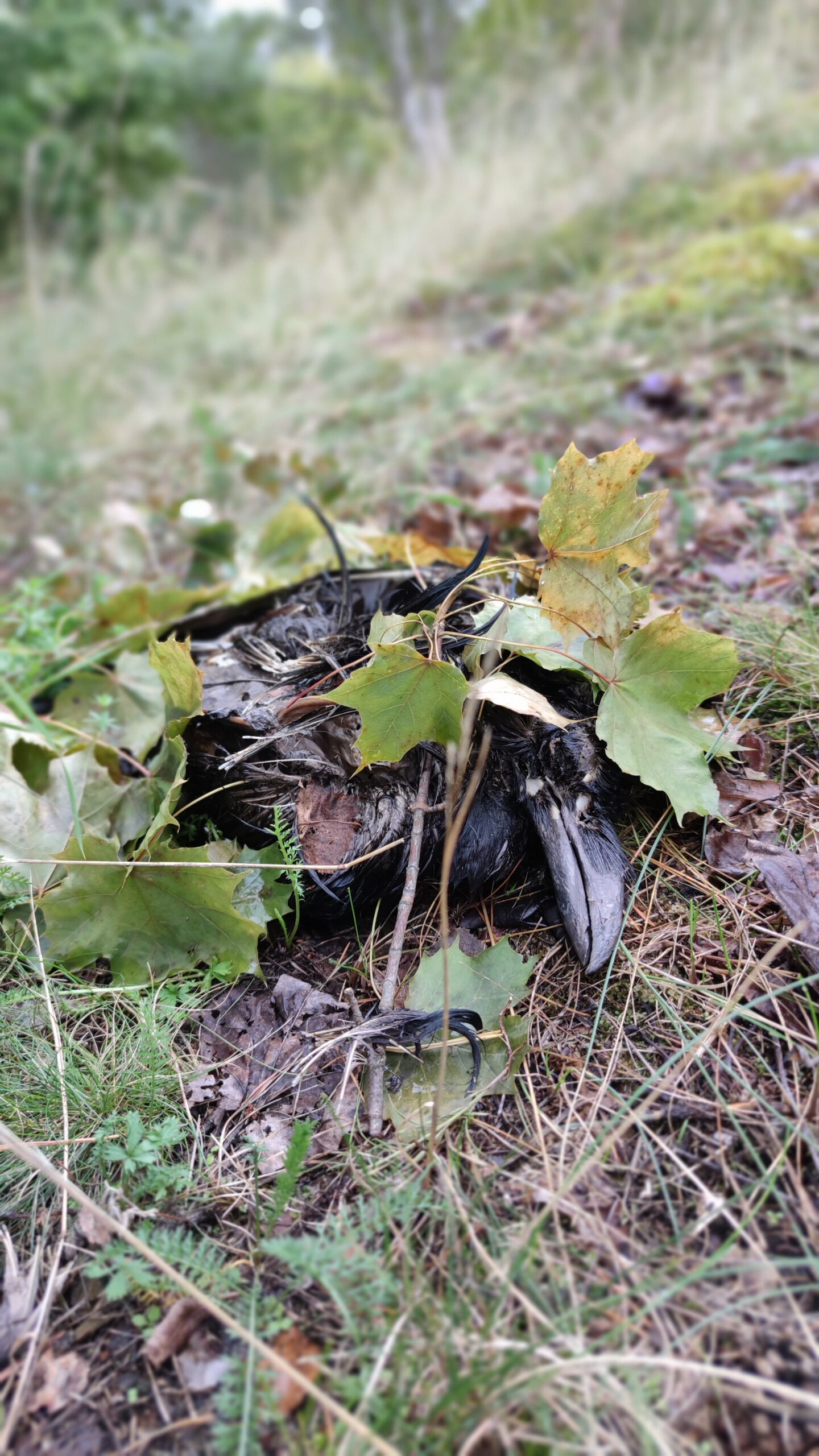 dead-crow-bjorn-ragnarson-grave