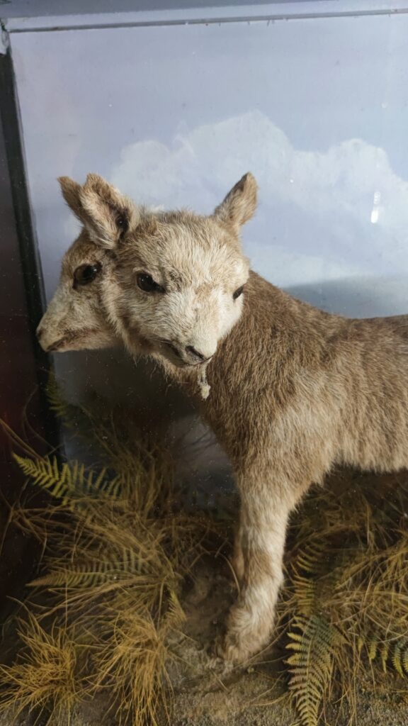 Siamese Taxidermy viktor wynd