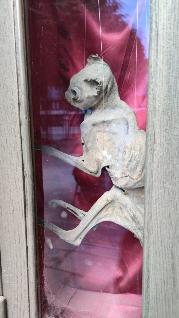 aitre st maclou rouen mumified cat 