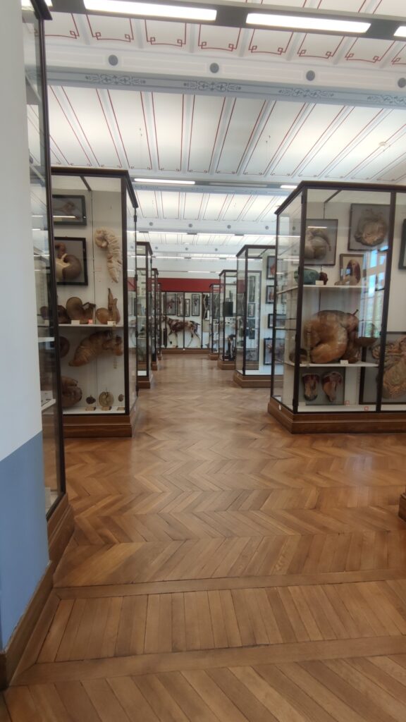 shelves fragonard museum