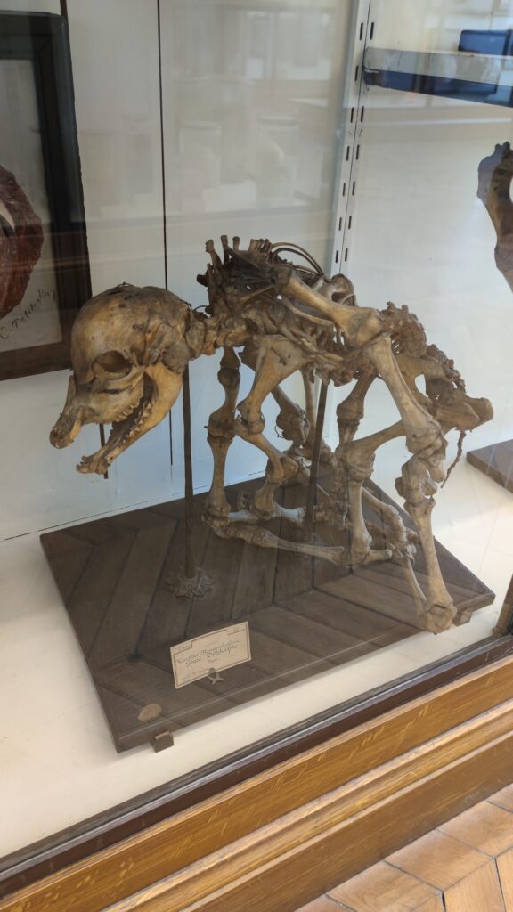animal skeleton fragonard museum paris