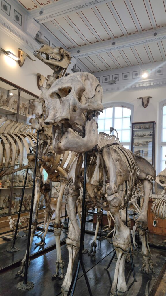 animal skeleton fragonard museum paris