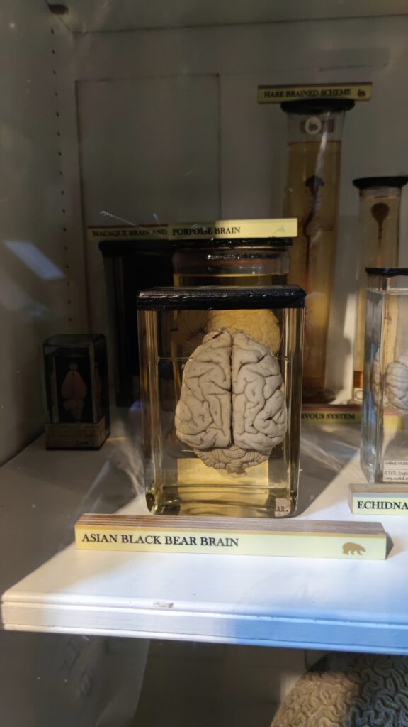 grant museum london black bear brain
