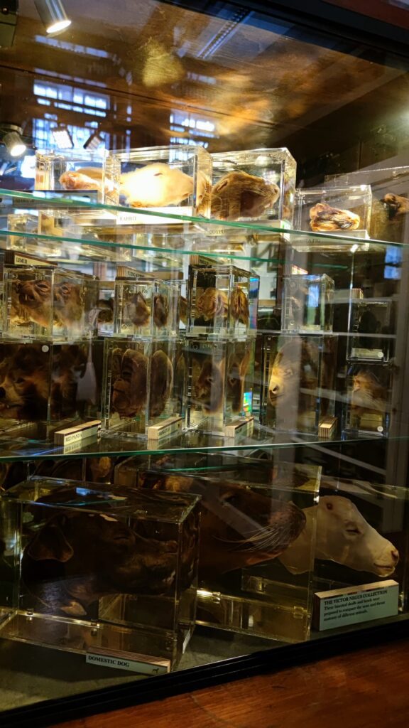 wet specimens grant museum london