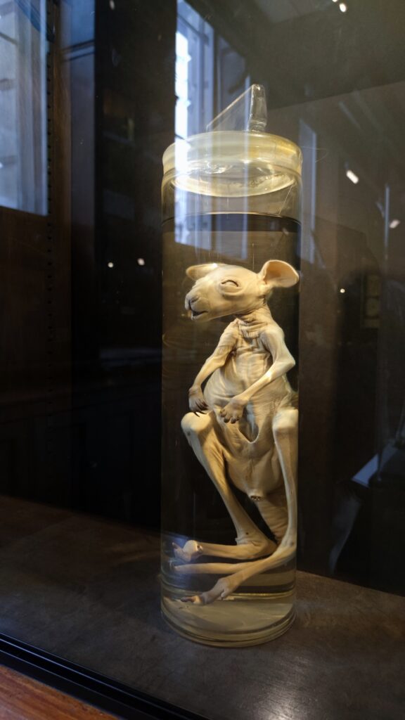 wet specimen grant museum london