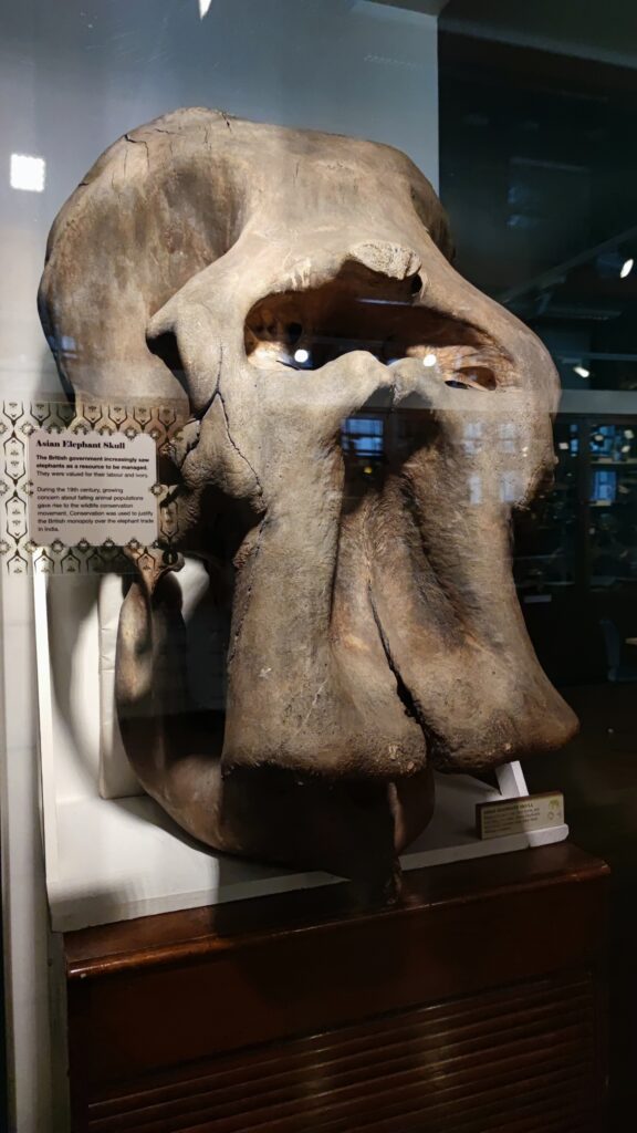 bones grant museum london