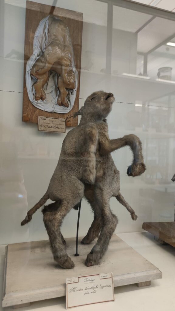 deformed animal fragonard museum