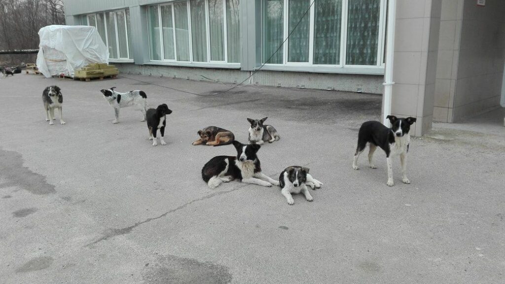dogs of chernobyl