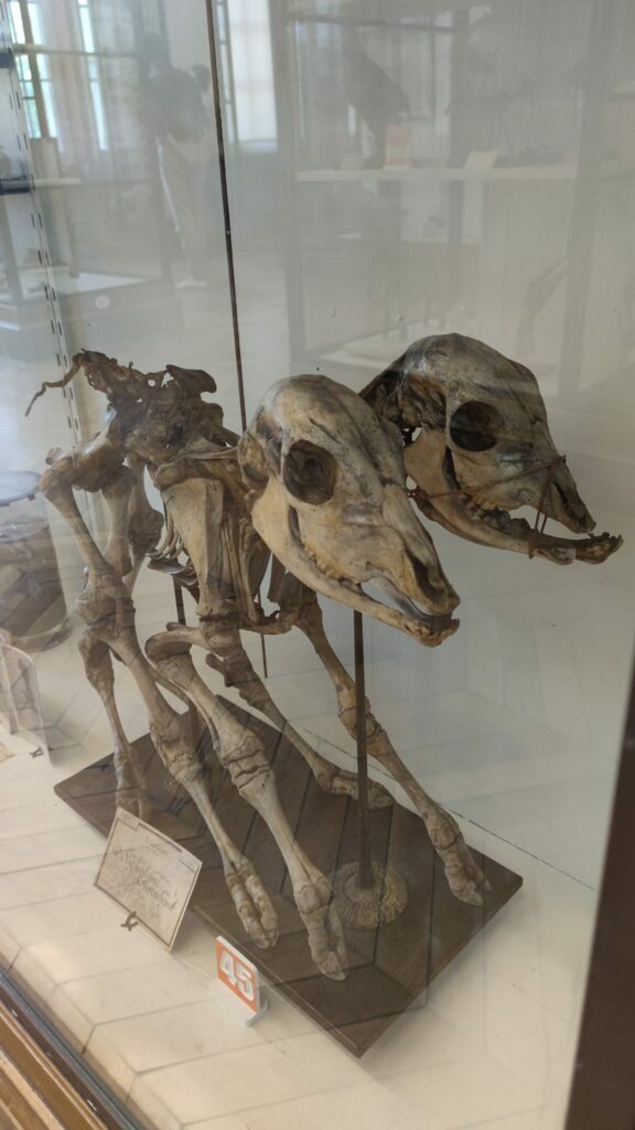 two headed skeleton fragonard museum